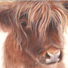 FP5057 Highland Cow