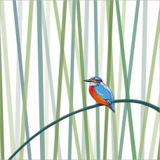 FP5197 Kingfisher greeting card