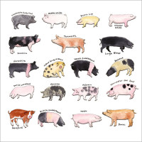FP6094 Pigs