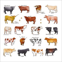 FP6096 Cows