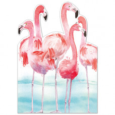 FP7072 Flamingos