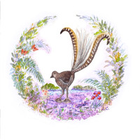 JC061 Lyrebird greeting card