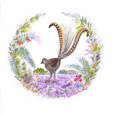 JC061 Lyrebird greeting card