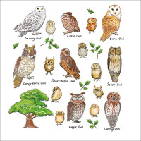 FP6100 Owls