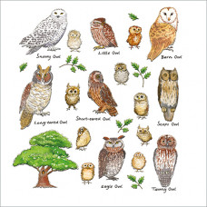 FP6100 Owls