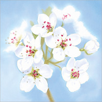 FP5116 White Blossoms