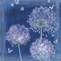 WS379 Blue Alliums