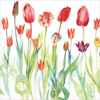 WS439 Tulips